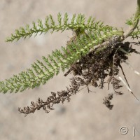 Yarrow